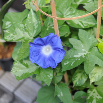 ���{���}�� 084 �Ԃ����c